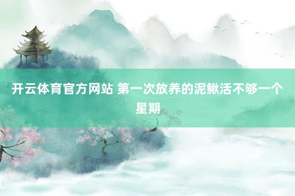 开云体育官方网站 第一次放养的泥鳅活不够一个星期